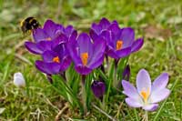 Violette Krokusse mit einer Hummel