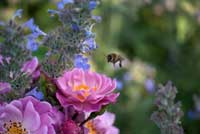 Rose, Lavendel und Biene