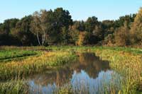 Feuchtbiotop im Luruper Park